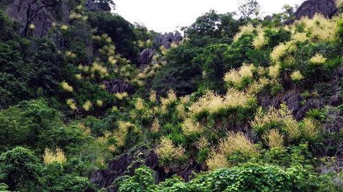 Những vạt hoa phát tài núi nở vàng tạo điểm nhấn cho những ngọn núi đá vôi trên vịnh Hạ Long. (Ảnh: Đức Hiếu/TTXVN)