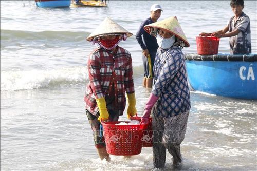 Cá cơm được vận chuyển vào bờ tập kết. Ảnh: Hồng Hiếu/TTXVN.