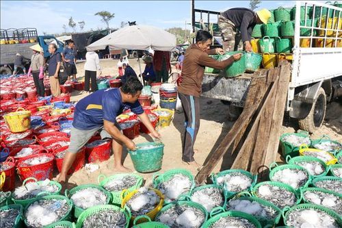 Vận chuyển cá cơm mang đi tiêu thụ. Ảnh: Hồng Hiếu/TTXVN.