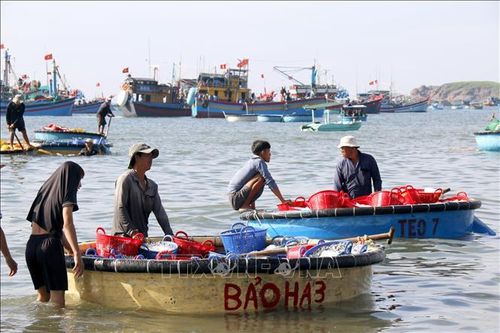 Ngư dân sử dụng thuyền thúng để chuyển những giỏ cá cơm từ tàu đánh bắt vào bờ. Ảnh: Hồng Hiếu/TTXVN.