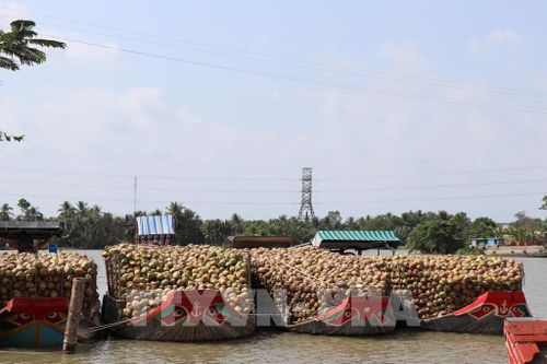 Dừa nguyên liệu được doanh nghiệp thu mua, tập kết tại xã Nhị Long, tỉnh Vĩnh Long, để đưa đi chế biến. Ảnh: Thanh Hòa - TTXVN