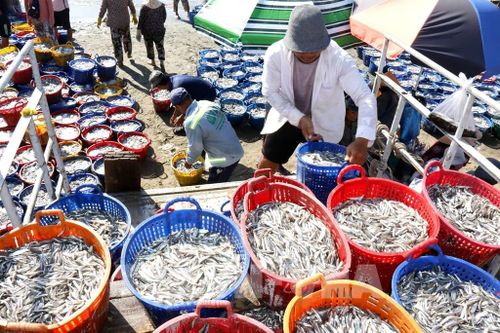 Vận chuyển cá cơm lên xe để đưa đến các cơ sở chế biến cá cơm và sản xuất nước mắm ở tỉnh Lâm Đồng. Ảnh: Hồng Hiếu - TTXVN