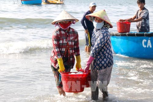Cá cơm được vận chuyển vào bờ tập kết. Ảnh: Hồng Hiếu - TTXVN
