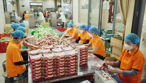 Bánh dừa nướng Quý Thu (xã Xuân Phú) là sản phẩm OCOP 5 sao xuất khẩu sang nhiều nước trong khu vực châu Á. Ảnh: Q.T
