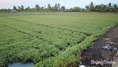 Ruộng rau của người dân tại xã Long Hưng bị thiệt hại.