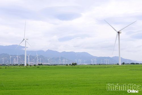 Cánh đồng điện gió Thuận Bắc mùa lúa đang độ non xanh.