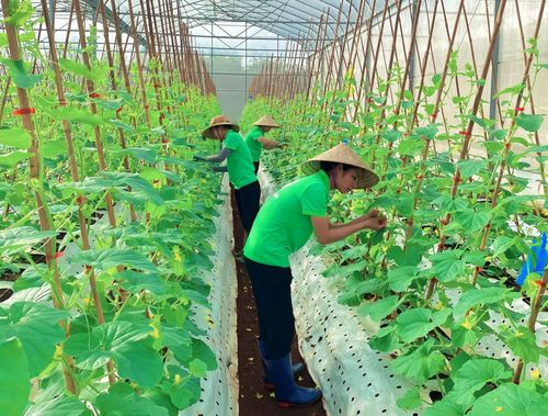 Mô hình trang trại D-Farm đã truyền cảm hứng cho nông dân làm nông một cách khác biệt, đổi mới sáng tạo - Ảnh: Q.H