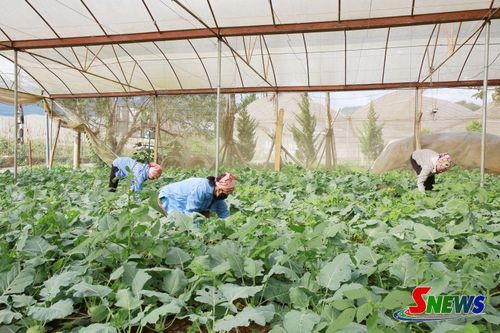 Thành viên HTX Rau an toàn Tự Nhiên, phường Mộc Sơn chăm sóc rau trong nhà lưới.
