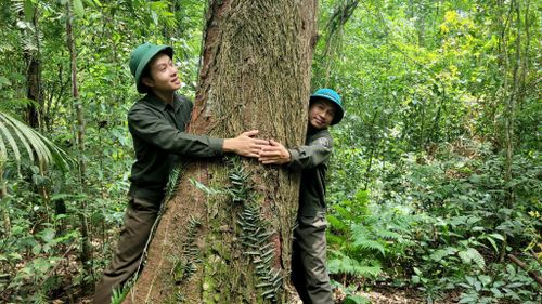 Có những gốc lim gần 2 người ôm mới mới hết