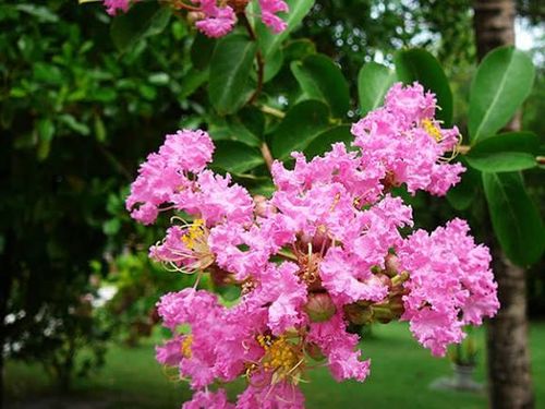 Việc trồng hoa tường vi trước cửa mang lại nhiều lợi ích thiết thực, cả về thẩm mỹ lẫn công năng. Ảnh minh họa.