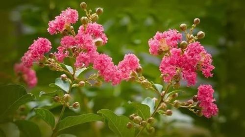 Hoa tường vi không chỉ đẹp mà còn mang lại cảm giác bình yên. Ảnh minh họa.