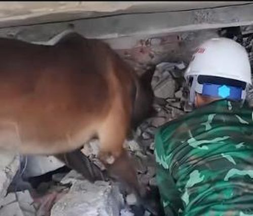 Khứu giác nhạy bén giúp King và Max phát hiện nhiều vị trí nghi có nạn nhân. (Ảnh: Bộ Công an)