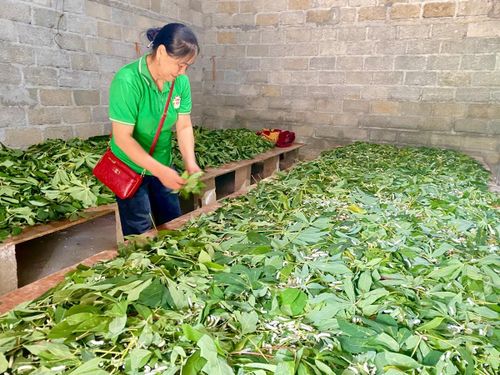  Mô hình nuôi tằm của gia đình chị Lý Thị Duyên, xóm Tà Lùng, xã Phục Hòa bước đầu đem lại hiệu quả kinh tế cao. Ảnh Quốc Sơn 