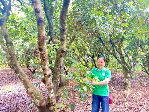  Vườn vải thiều của gia đình chị Lý Thị Duyên, xóm Tà Lùng, xã Phục Hòa mang lại thu nhập hơn 20 triệu đồng mỗi năm. Ảnh Quốc Sơn 