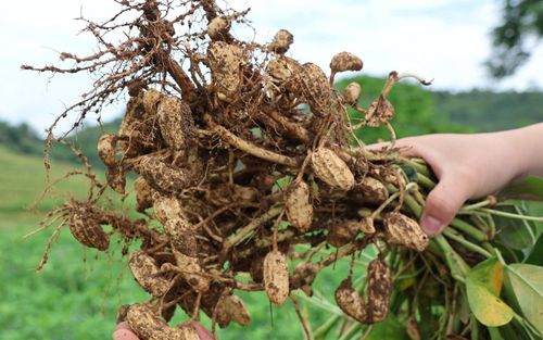 Cây lạc hoa cho củ chắc, phát triển đồng đều tại xã Đường Hồng.