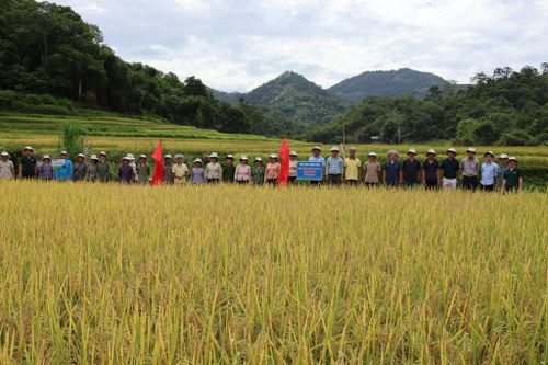 Mô hình lúa Ngọc Nương chất lượng cao tại xã Đường Hồng.