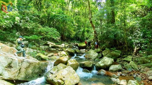 Rừng nguyên sinh Ngàn Chi. Ảnh: baoquangninh.vn