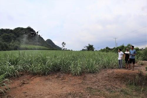 Nông dân xã Tân Phú, tỉnh Nghệ An sử dụng máy bay không người lái phun thuốc bảo vệ thực vật cho ruộng mía.