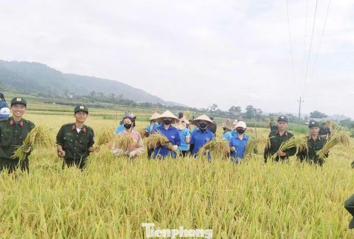 Hoạt động của thanh niên tình nguyện ưu tiên giúp đỡ các gia đình chính sách, hộ neo đơn và thiếu nhân lực lao động thu hoạch lúa kịp thời.
