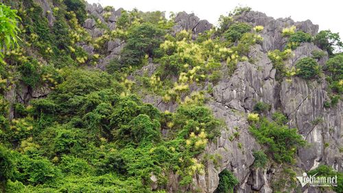 Phất dụ nở hoa dọc kẽ đá trên núi. Ảnh: Phạm Công
