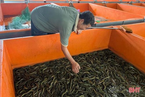 Sau khi trừ chi phí, mỗi năm, gia đình anh Linh lãi khoảng 700 triệu đồng từ nuôi lươn.