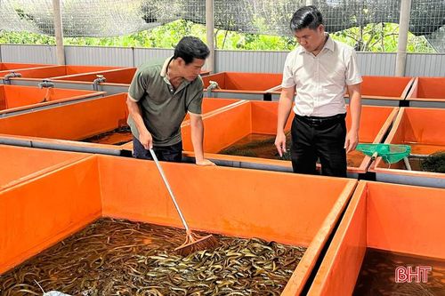 Anh Linh thả nuôi 30 bể lươn không bùn theo quy trình khép kín.