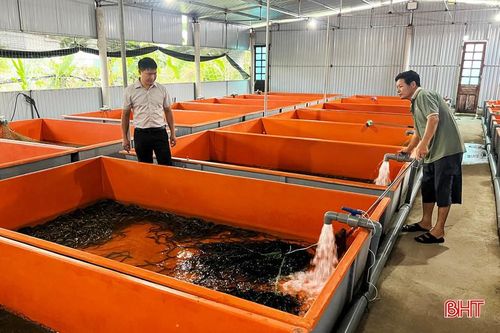 Để lươn phát triển tốt, không dịch bệnh, người nuôi cần phải vệ sinh bể nuôi sạch sẽ, thay nước thường xuyên.