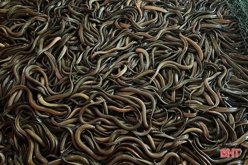 Lươn thành phẩm có giá bán dao động từ 90 - 100 nghìn đồng/kg.