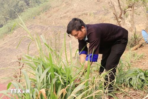 Từ một người từng nghiện ma túy, bằng nghị lực phi thường, anh Sùng A Mùa trở thành một người được dân bản yêu quý và có uy tín ở địa phương. (Ảnh: Đinh Thùy/TTXVN)