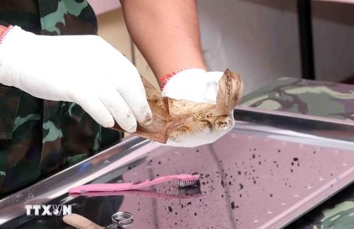 Công tác tìm kiếm, xử lý, bảo quản di vật được thực hiện cẩn trọng, hạn chế mọi tác động từ yếu tố bên ngoài. (Ảnh: Xuân Khu/TTXVN)