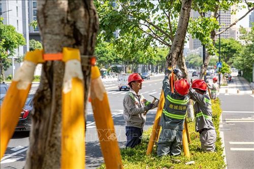 Công nhân chằng chống cây cối nhằm ứng phó với bão Bavi tại Chiết Giang, Trung Quốc ngày 9/7/2026. Ảnh: THX/TTXVN phát
