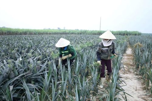 Diện tích sản xuất cây dứa gai tại trang trại của ông Hà Văn Hạnh, thôn Xuân Tân.