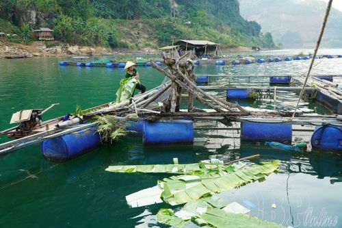 Người dân xã Tủa Thàng chăm sóc đàn cá tại các lồng bè.
