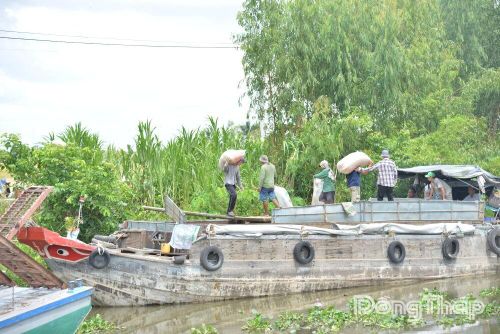 Giá lúa những ngày gần đây có tăng nhẹ, nhưng niềm vui mùa gặt của nông dân chưa trọn vẹn.