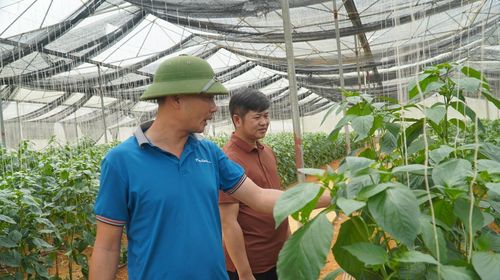 Chính sách miễn thuế sử dụng đất nông nghiệp tạo động lực để người dân trong tỉnh đầu tư phát triển các vùng sản xuất hàng hóa tập trung.