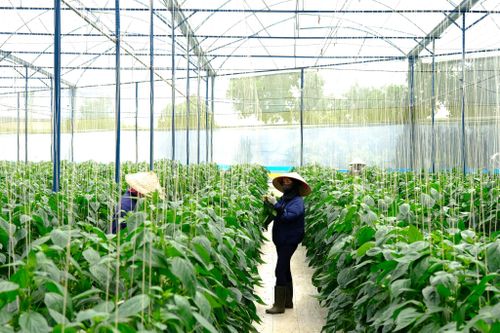 Các mô hình kinh tế tập thể góp phần hình thành chuỗi giá trị nông sản ở xã Phú Sơn Lâm Hà