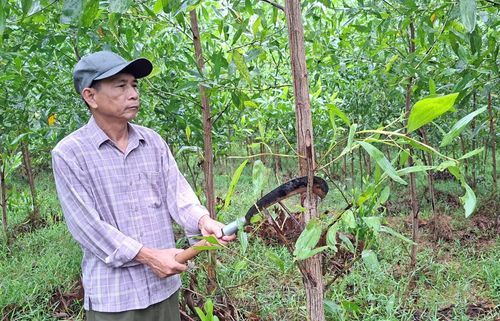Ông Nguyễn Hảo, xã Diên Sanh chăm sóc vườn tràm của gia đình - Ảnh: N.V