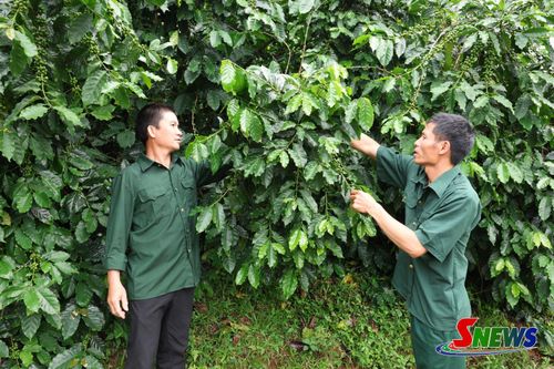 Phong trào làm kinh tế của CCB Mường Chanh