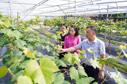 Nông nghiệp duy trì ổn định, bảo đảm an ninh lương thực và sinh kế khu vực nông thôn.