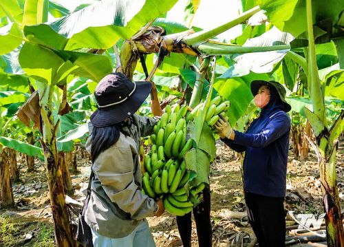 Chị Hiệp Thị Phương thu hoạch chuối tiêu hồng, bán cho hợp tác xã thu mua ngay tại thôn.
