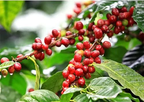 Giá cà phê hôm nay tại khu vực Tây Nguyên tiếp tục giảm mạnh. Ảnh minh họa
