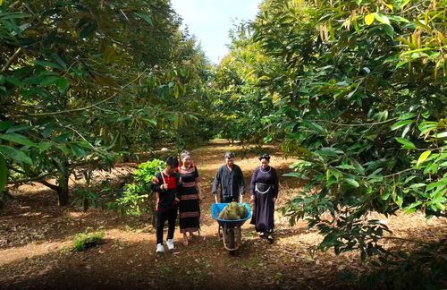 Cây sầu riêng đang mang lại thu nhập cao cho nhiều hộ nông dân ở Tây Nguyên.