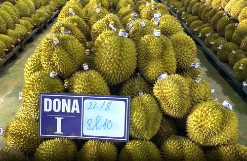 Mã số vùng trồng, một trong những rào cản khó khăn cho việc xuất khẩu sầu riêng hiện nay.