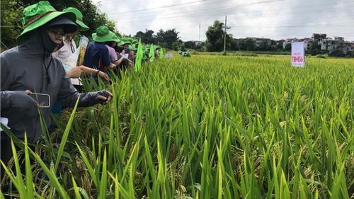 Mô hình trồng giống mới ở Tổ dân phố Đức Hạnh, phường Thục Phán đạt năng suất trên 80 tạ/ha.