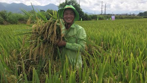 Giống lúaTBH456 có đặc tính bông lúa to, hạt mẩy, gạo dẻo có vị đậm, phù hợp với thị hiếu người tiêu dùng.