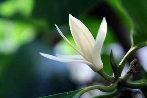 Hoa ngọc lan mang lại giá trị thẩm mỹ và không gian sống dễ chịu. Ảnh minh họa.