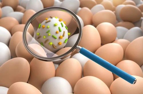 Trứng nhiễm khuẩn Salmonella có thể gây ngộ độc nguy hiểm, đặc biệt đối với người già và trẻ nhỏ. Ảnh: Shutterstock.