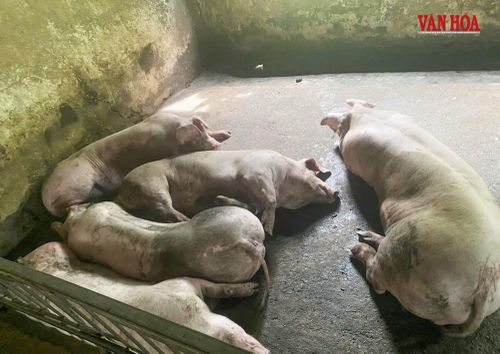 Việc kiểm soát dịch bệnh, an toàn vệ sinh thực phẩm tại các lò mổ sẽ chịu nhiều áp lực nếu đồng loạt cán bộ hợp đồng kiểm soát giết mổ xin thôi việc