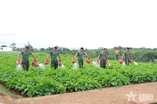 Vườn rau xanh tốt của những người lính Trung đoàn 95.