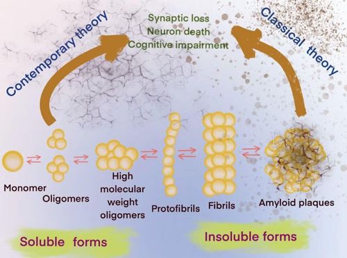 Các neuron thần kinh dần chết đi dưới sự tấn công của oligomer Aβ nhiều năm trước khi bệnh nhân có những biểu hiện lâm sàn.